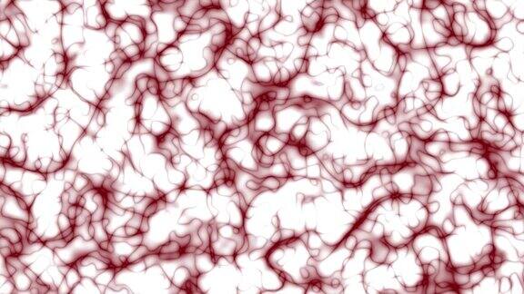 抽象有机动态动态曲线形状变换红色的漩涡波浪模式样条流动在白色的背景3d渲染4k的决议