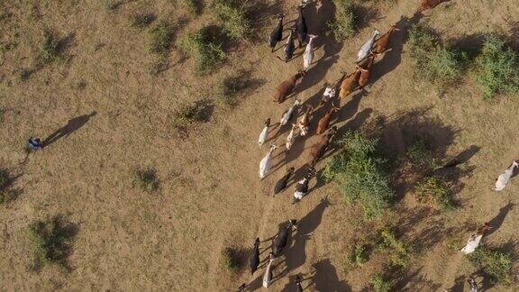 这是津巴布韦乡村里自由漫步的牛的鸟瞰图