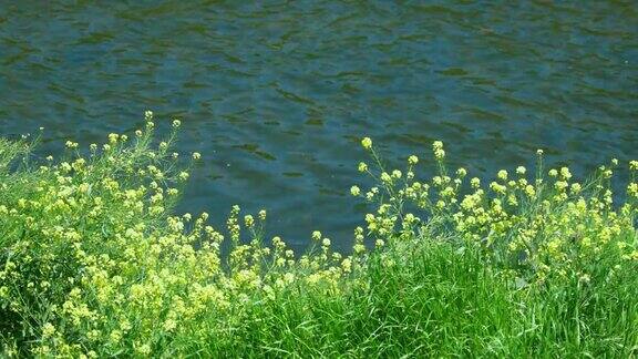 油菜花沿着河边盛开