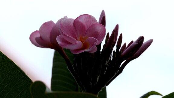 粉色花朵plumeria