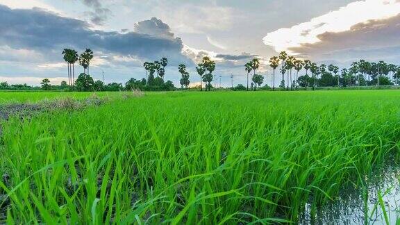 景观热带绿色水稻农场