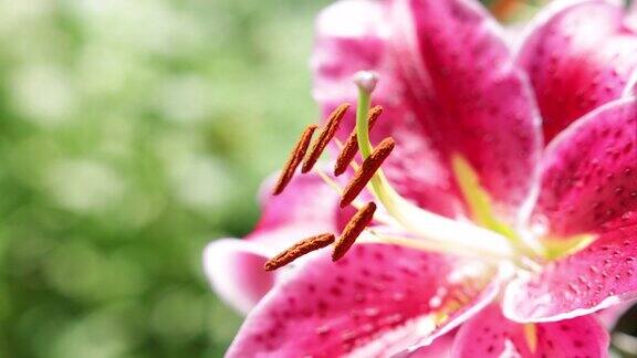 夏日花园中的粉红百合特写