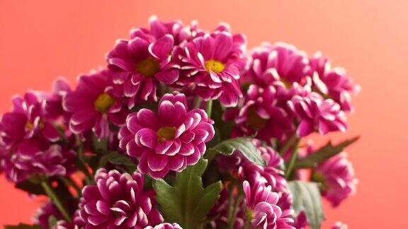 一束菊花旋转的特写镜头紫色和粉红色的菊花一束鲜艳的鲜花选择性聚焦浅景深
