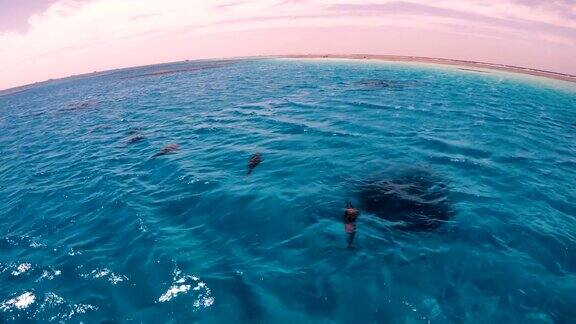 海豚一群海豚在大海里游泳