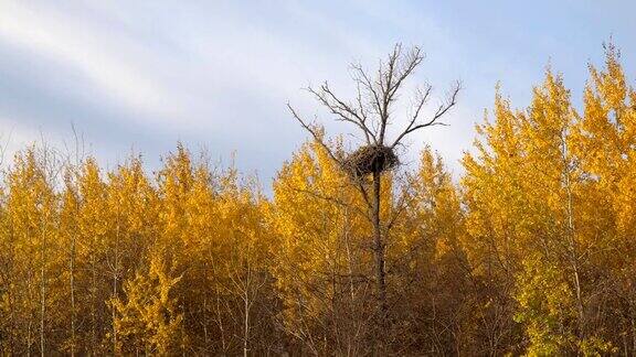 一个大的巢在枯树上在秋天的森林里黄色的树叶之间