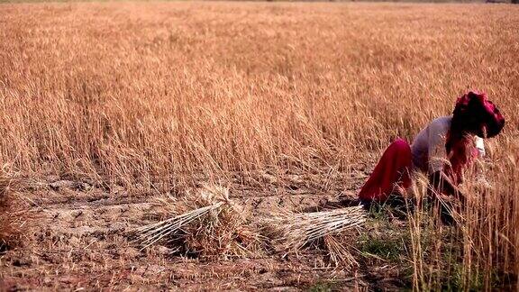 女农民正在收割小麦