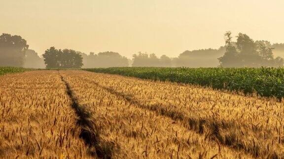 一吨吨的小麦和玉米田在晨雾中