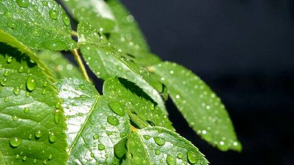 雨后在阳光明媚的日子里雨滴落在郁郁葱葱的绿色玫瑰叶子上