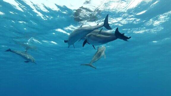 一群海豚在蓝色的水里玩耍慢动作水下拍摄飞旋海豚(Stenellalongirostris)在红海萨塔亚礁(海豚屋)马萨阿拉姆埃及非洲