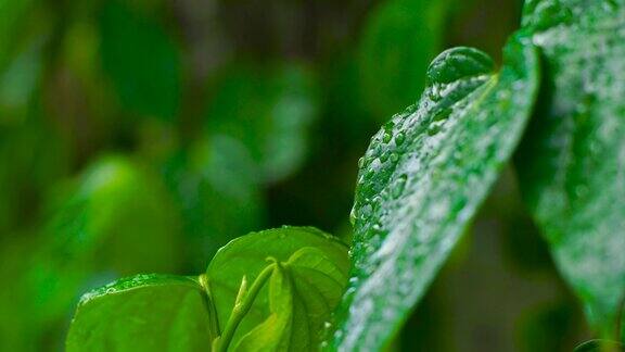 下雨过后水滴落在绿叶上