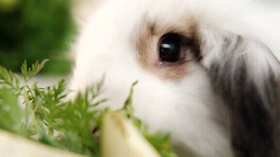近距离观察一只正在吃胡萝卜的白兔子