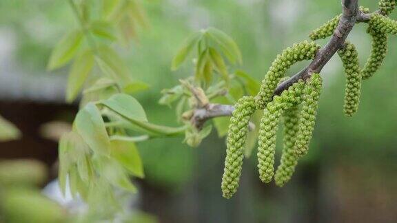 春天核桃树开花早春时节核桃树枝上盛开的核桃花