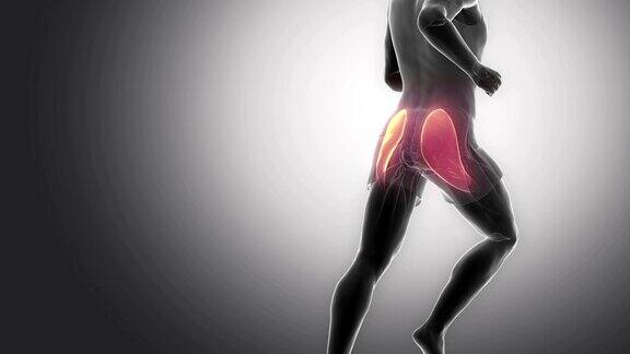 臀大肌-腿部肌肉的解剖和解剖