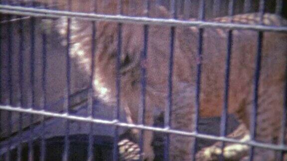 1973年:雄狮在笼子上跳