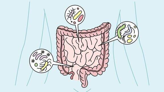 人胃中的细菌信息图