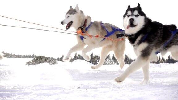 由狗驾驭的哈士奇犬和人一起拉雪橇动作缓慢