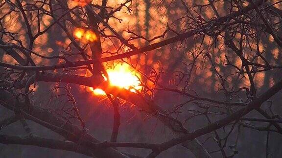 夕阳穿过树枝