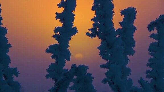 太阳在雪丛后面