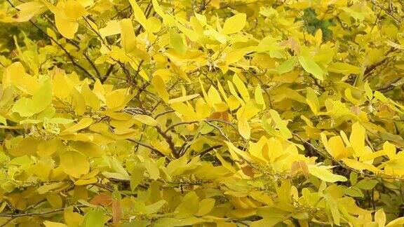 黄叶树自然秋森林美在自然