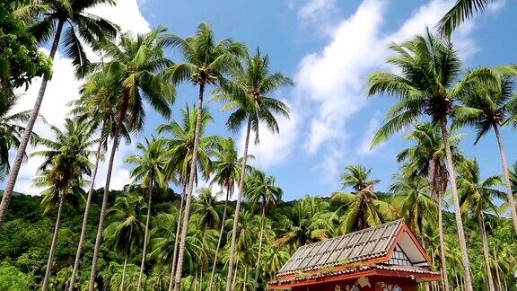 晴天的小岛上棕榈树间的小房子
