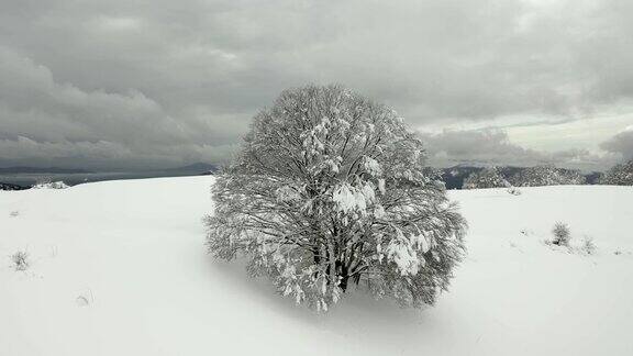 树木被新雪覆盖的全景图像