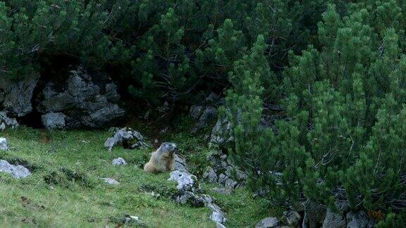 阿尔卑斯山上的土拨鼠土拨鼠(MurmeltierAlpen)