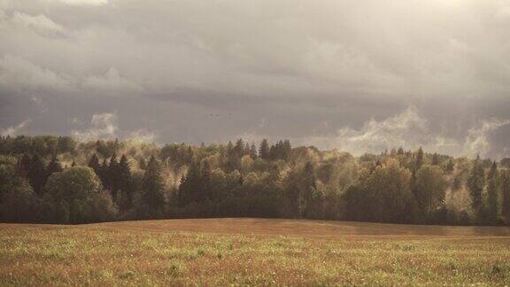雾从森林中升起慢镜头