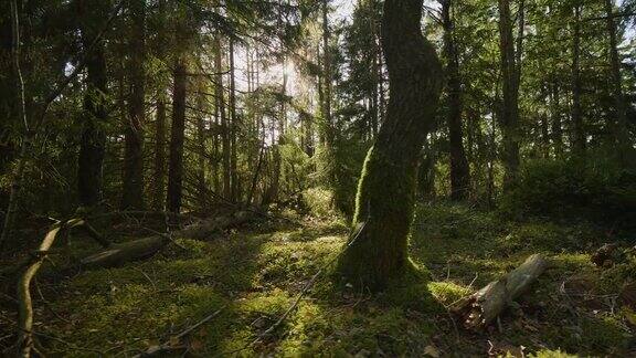 阳光穿过森林里的树木