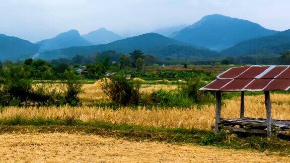 泰国南Pua地区收获季节后的稻田景观