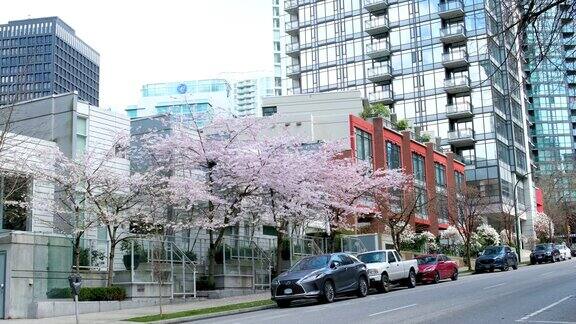 温哥华街道摩天大楼盛开的樱花春天汽车不同的建筑道路现实生活在大城市温哥华加拿大2023