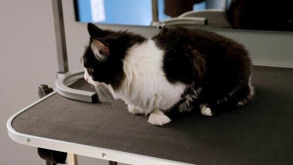 在兽医诊所或宠物美容院的桌子上的猫的特写