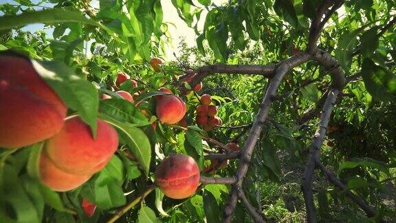 农业大桃子在树上令人难以置信的果园神奇的阳光水果在阳光下成熟