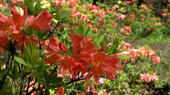 橙色的日本杜鹃花在花园里