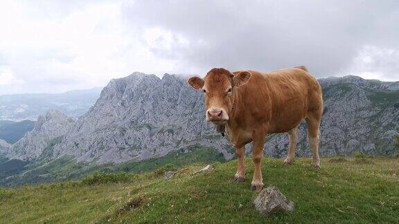 奶牛欣赏巴斯克山脉的景色
