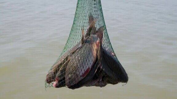 钓鱼刚捕到的鱼在网里游动新鲜的活鲤鱼被鱼网中的鱼竿捕获在夏天的早晨从橡皮船上钓到不少鱼男人的爱好休闲娱乐