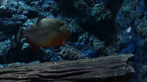 美丽的鱼在水族箱上装饰水生植物的背景鱼缸里五颜六色的鱼