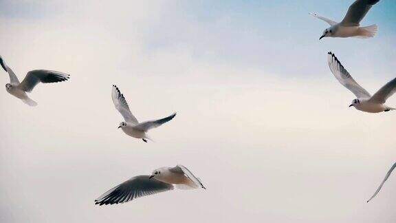 海鸥在空中飞行和捕捉食物在蓝天背景慢动作