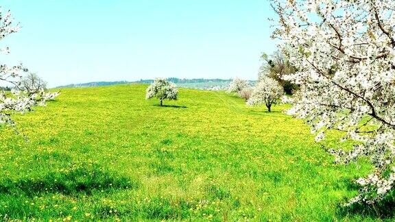 恢弘大气的自然复兴开花结果的树草地上有野花瑞士阿尔卑斯山广州紫花苜蓿鸟瞰图直升飞机的电影视频