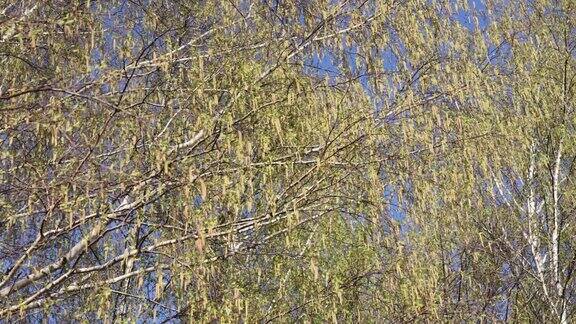 春天自然有一棵白桦树它的枝条随风摇曳