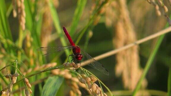 红蜻蜓站在秋天稻穗上