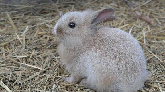 可爱的小兔子坐在干草上