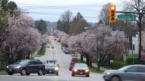 樱花盛开季节的温哥华街景
