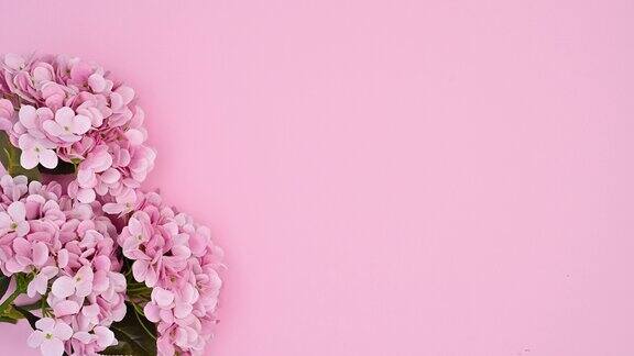 三枝美丽浪漫的淡粉色花朵出现在淡粉色主题停止运动