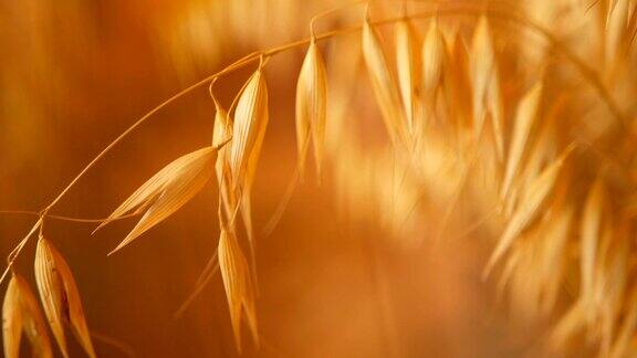 特写的静物耳朵作为背景干燥的金色谷物穗的芳香