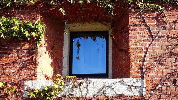 房子的砖墙上长着常春藤在秋天拍摄