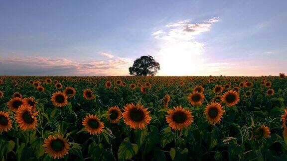 田野上盛开的向日葵和树的背景日落