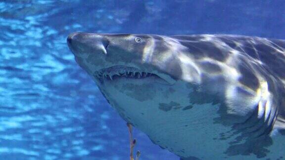 水下游动的鲨鱼