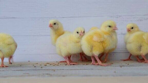 特写黄色的小鸡在地板上漂亮的黄色的小鸡看着颗粒黄色的小鸡群