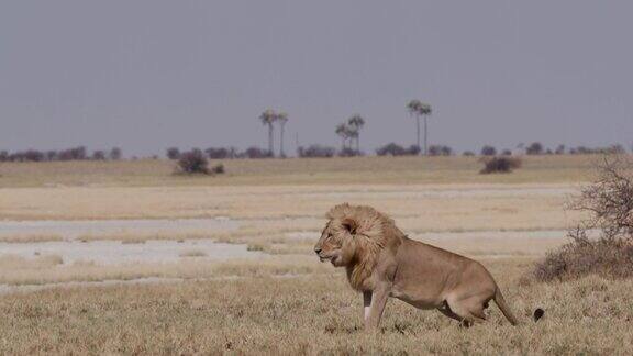 雄狮站在草原上博茨瓦纳