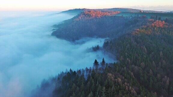 高山上覆盖着云杉林在阳光明媚的黄昏里有白色的雾